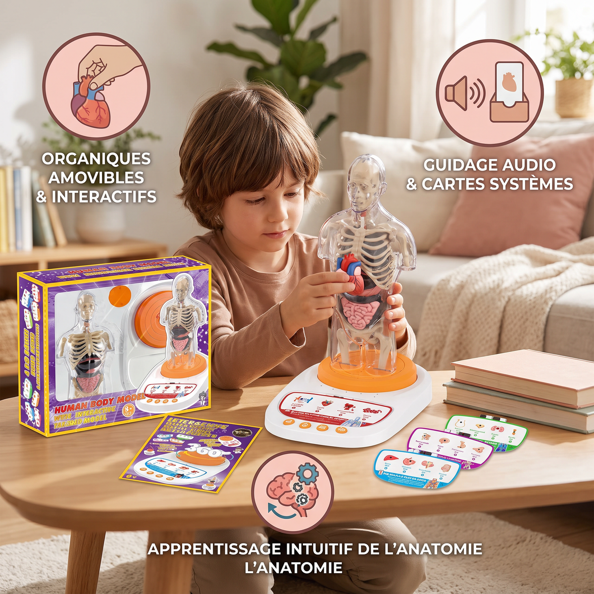 Modèle Anatomique Interactif Parlant avec Organes Amovibles et Apprentissage Guidé par Audio