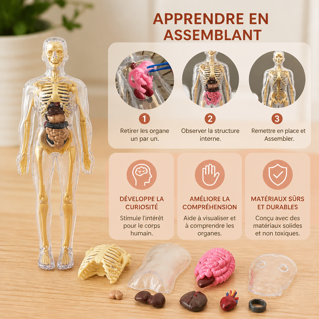 Kit STEM d’apprentissage de l’anatomie humaine avec modèle d’organes à assembler soi-même