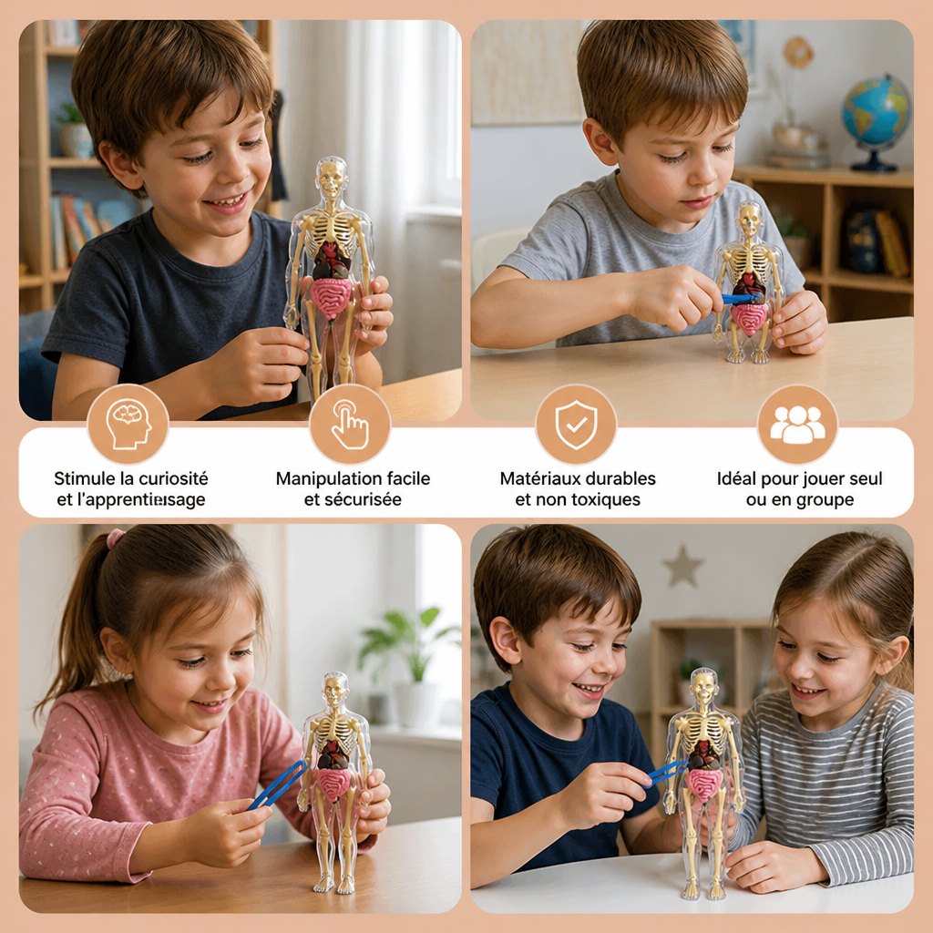 Kit STEM d’apprentissage de l’anatomie humaine avec modèle d’organes à assembler soi-même