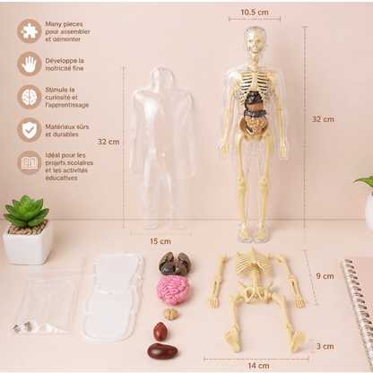 Kit STEM d’apprentissage de l’anatomie humaine avec modèle d’organes à assembler soi-même