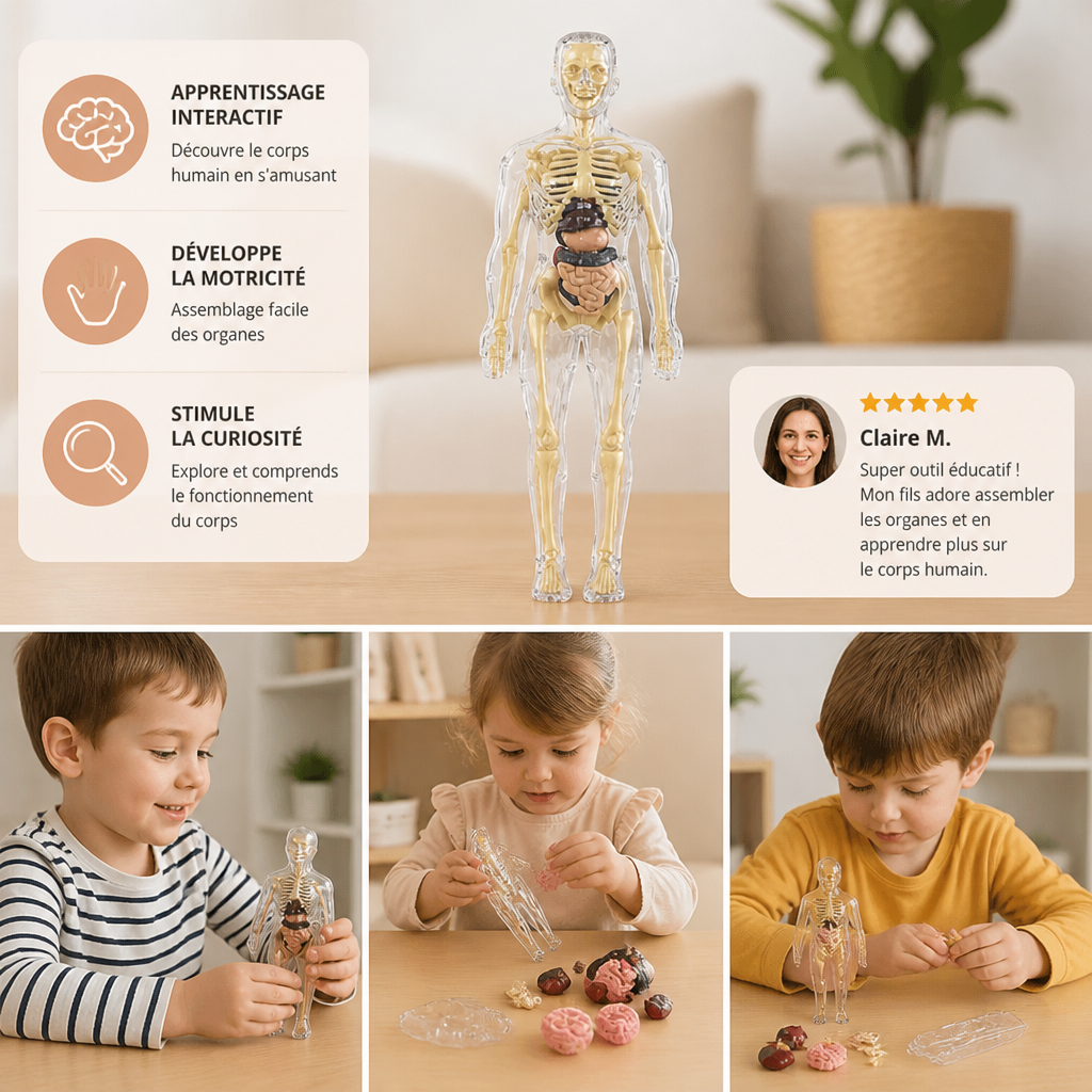 Kit STEM d’apprentissage de l’anatomie humaine avec modèle d’organes à assembler soi-même